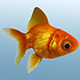Golden Fish - 3DOcean Item for Sale