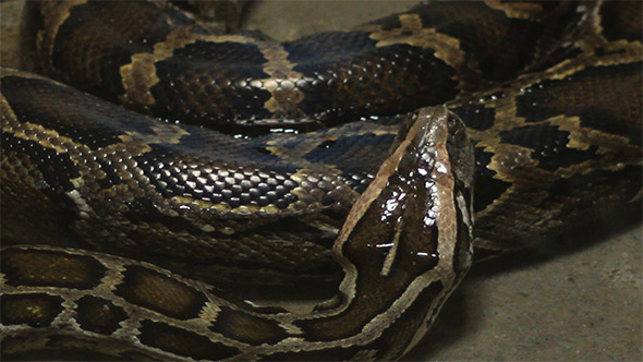 Moving Boa Snake