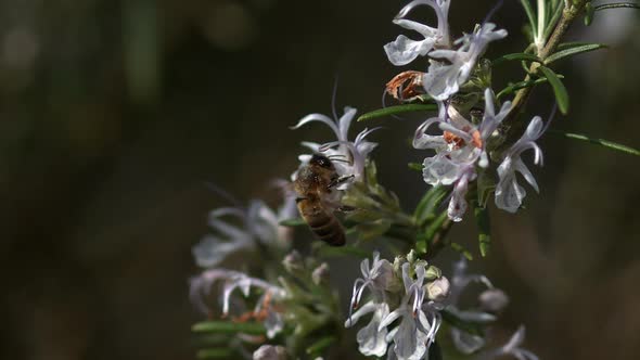 |European Honey Bee, apis mellifera, Bee in Flight, Foraging a Rosmary Flower, Pollinisation act