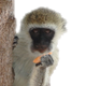Monkey Eating Mango in a Tree - VideoHive Item for Sale