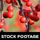 Fall Foliage - VideoHive Item for Sale