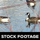 Geese Pond - VideoHive Item for Sale