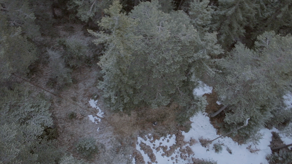 Snowy Forrest Aerial Drone