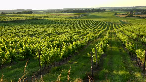 Sunset landscape bordeaux wineyard france, europe Nature, Aquitaine