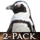 African Penguins on the Beach - VideoHive Item for Sale