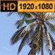Tropical Palms - VideoHive Item for Sale