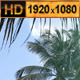 Tropical Palms - VideoHive Item for Sale