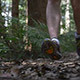 Running in the Rain Forest - VideoHive Item for Sale