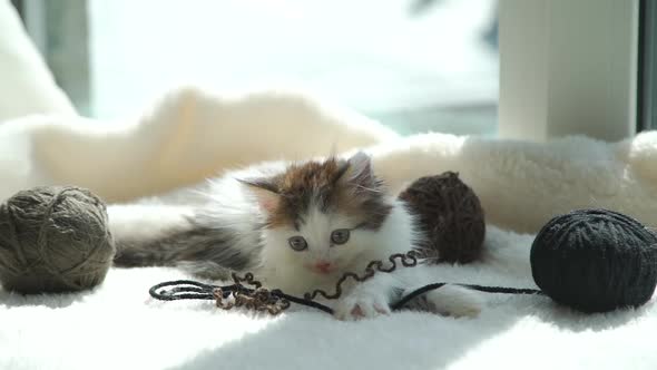 Kitten Lying on Windowsill Near Balls of Yarn