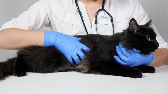 Woman Veterinarian Palpate a Beautiful Black Cat on a Table