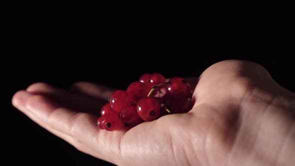 Crown of Red Currant in Hand