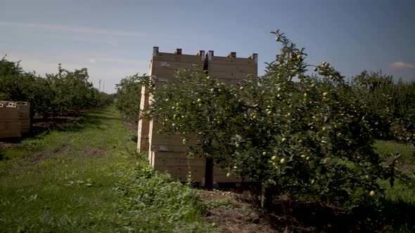 Camera moving from left to right showing a bountiful apple orchard with the crates piled up ready fo