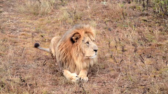 Wild Lions Pride in African Savannah Resting in the Morning Sunrise Rays