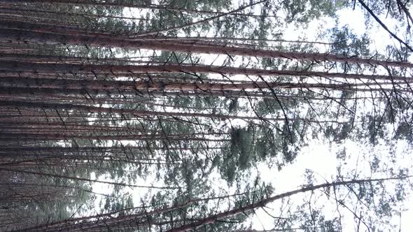 Vertical Video of Trees in a Pine Forest Slow Motion