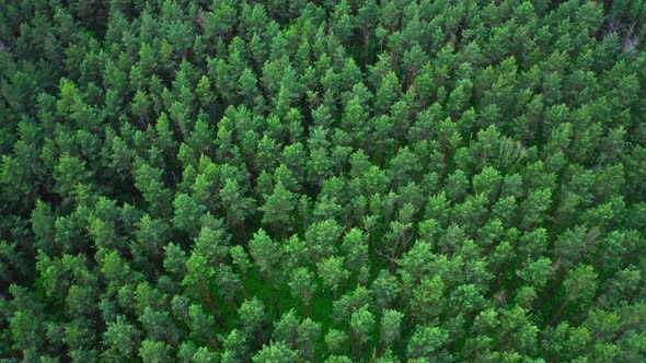 Aerial View Treetops In The Forest