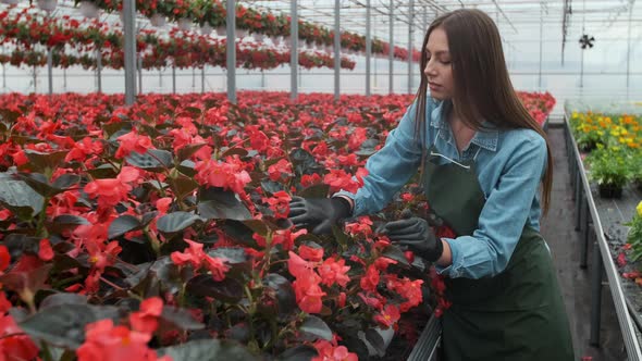 Young Woman in the Greenhouse with Flowers Checks a Pot of Red Poinsettia on the Shelf.