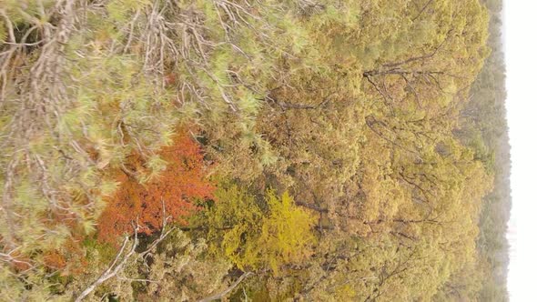 Vertical Video of Forest Landscape in Autumn Slow Motion