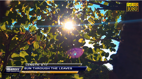 Sun Through The Leaves
