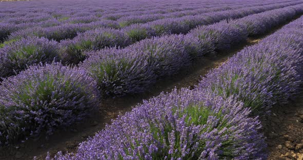 Field of lavenders, occitanie, France