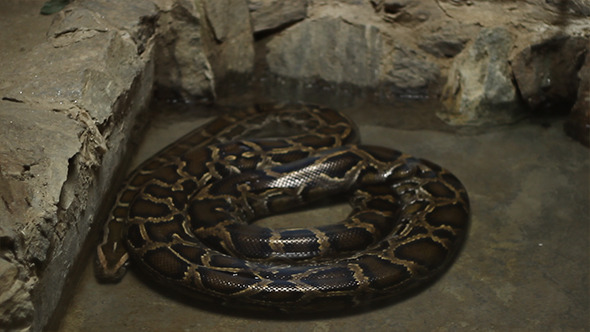 Boa Constrictor Snake