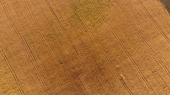 Flying Over Field of Yellow Ripe Wheat During Dawn Sunset