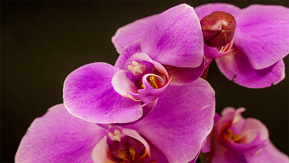 Purple Orchid Opening 