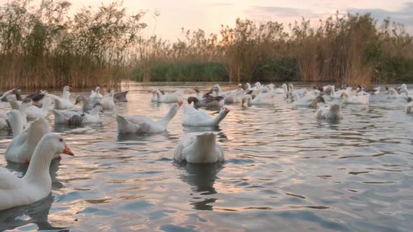 Flock of Geese Swimming in Azmak Creek in Akyaka Slow City in Turkey