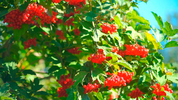 Guelder Rose (Viburnum Opulus) Berries