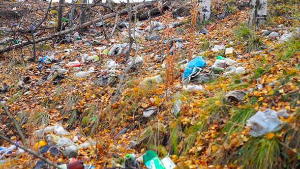 Bottles, Plastic Bags And Other Garbage In Forest