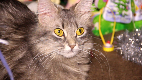 Cat Near The Christmas Tree 1