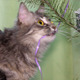 Cat Near The Christmas Tree 5 - VideoHive Item for Sale