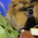 Guinea Pig 6 - VideoHive Item for Sale
