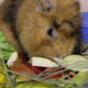 Guinea Pig 7 - VideoHive Item for Sale