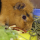 Guinea Pig 8 - VideoHive Item for Sale