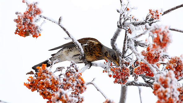 Thrush Eats Rowanberry