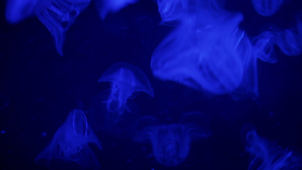 Jellyfish Sealife Marine Aquarium Wildlife Underwater