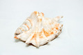 Sea shell - PhotoDune Item for Sale