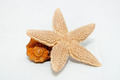 Sea star and shell - PhotoDune Item for Sale