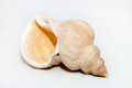 Sea shell - PhotoDune Item for Sale