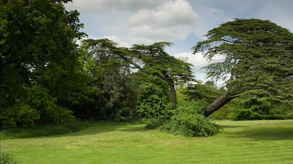 Beautiful Tree English Countryside Field