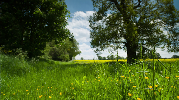 Beautiful Tree English Countryside Field