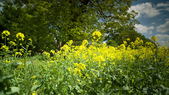 Beautiful Tree English Countryside Field