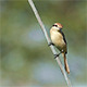 Brown Shrike (Lanius cristatus) - VideoHive Item for Sale