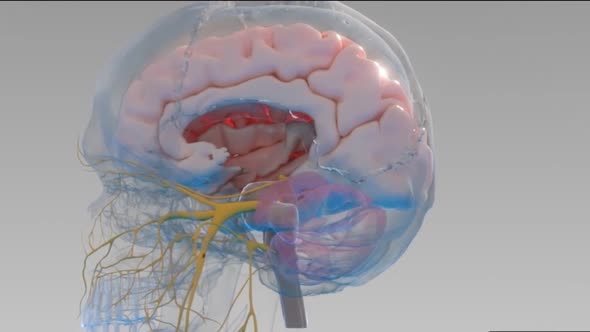 neurobiology, nervous system cells