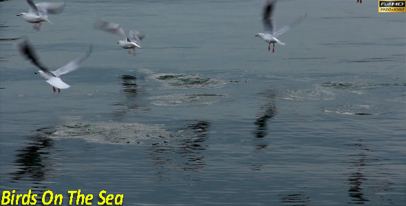 Birds On The Sea