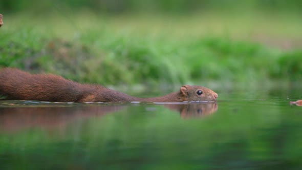 Small squirrel swimming in calm pond fishing up floating hazelnut - slow motion