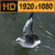 Seagulls Flying for Food on the Sea - VideoHive Item for Sale