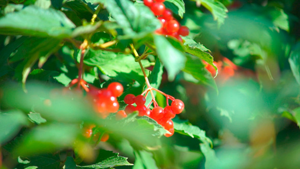 Guelder Rose Viburnum Opulus Berries