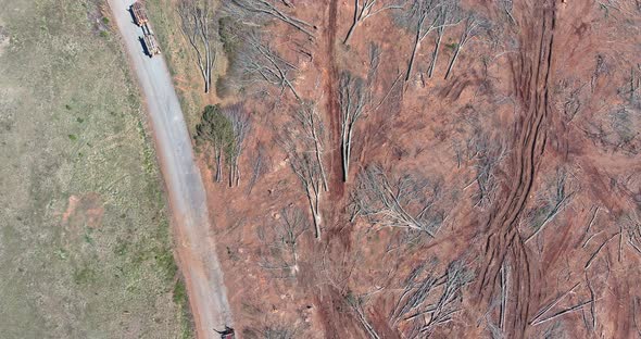 Cutting Site in Forest with Fallen Trees with Was Cut Down a for Construction Site Arrangement