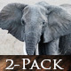 African Elephants Moving Across the Savannah - VideoHive Item for Sale